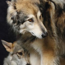 Familia de Lobos