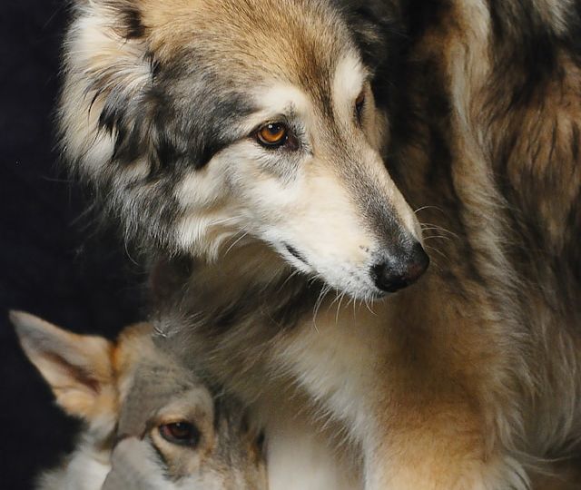 Familia de Lobos